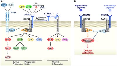 Microglial TREM2/DAP12 Signaling: A Double-Edged Sword in Neural Diseases